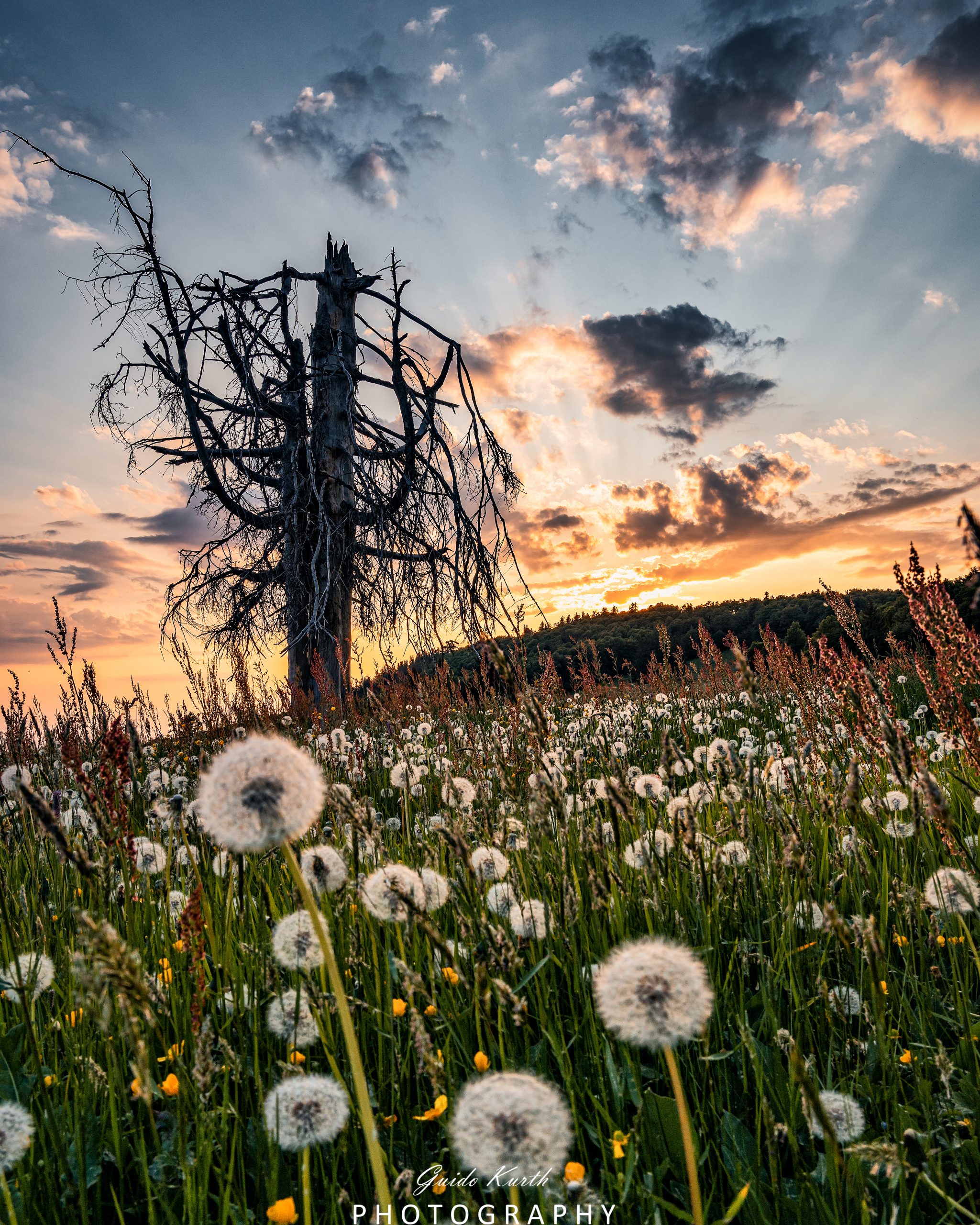 Du betrachtest gerade Sommer Eindrücke Kandel