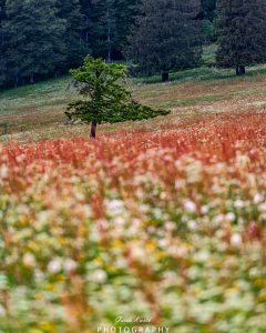 Mehr über den Artikel erfahren Sommer Eindrücke Kandel