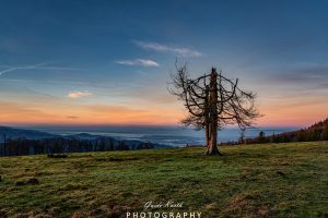 Mehr über den Artikel erfahren The lost tree…