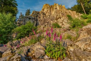 Mehr über den Artikel erfahren Wenn der Fingerhut blüht…