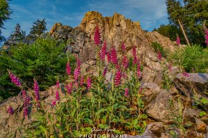 Mehr über den Artikel erfahren Wenn der Fingerhut blüht…