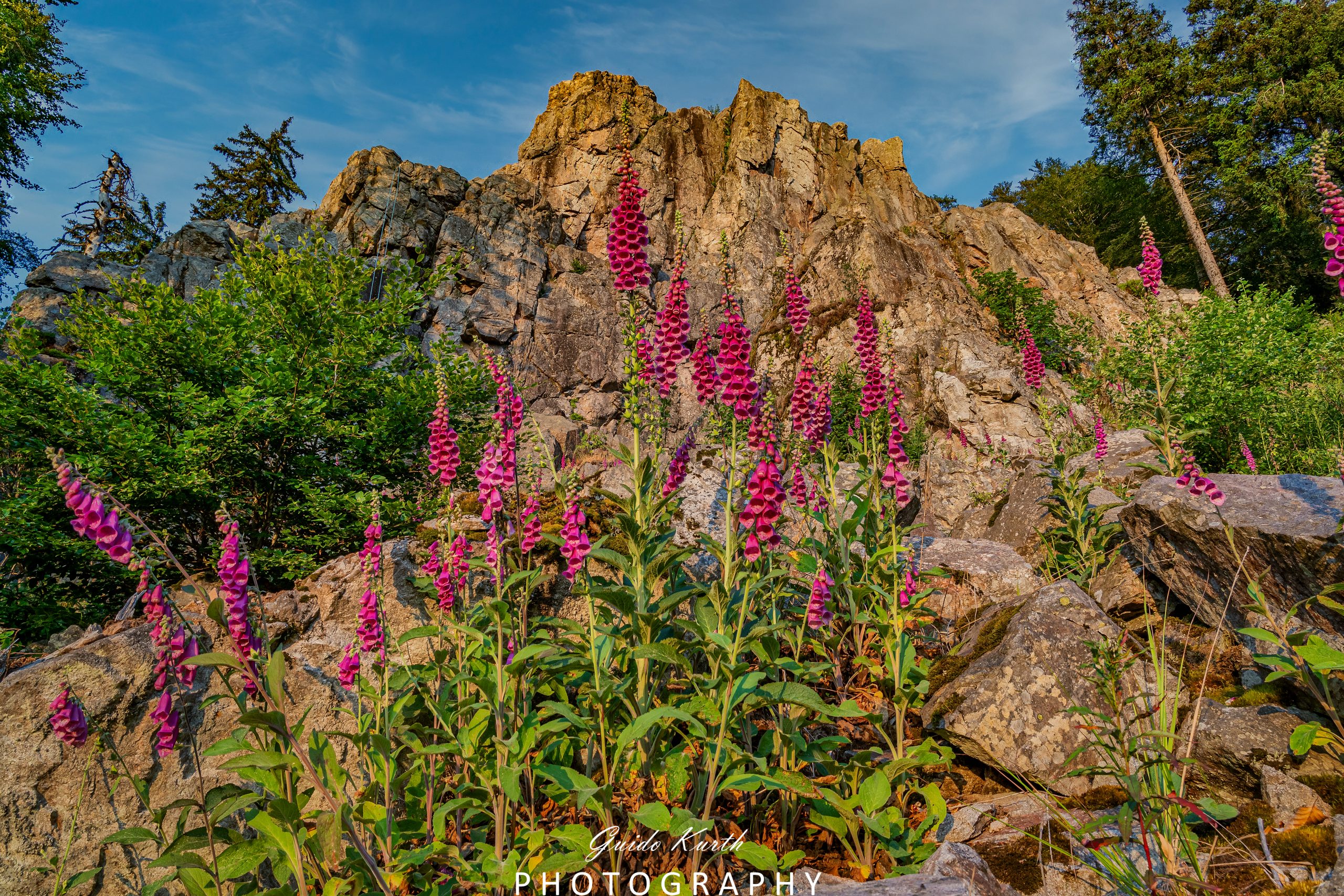 Du betrachtest gerade Wenn der Fingerhut blüht…