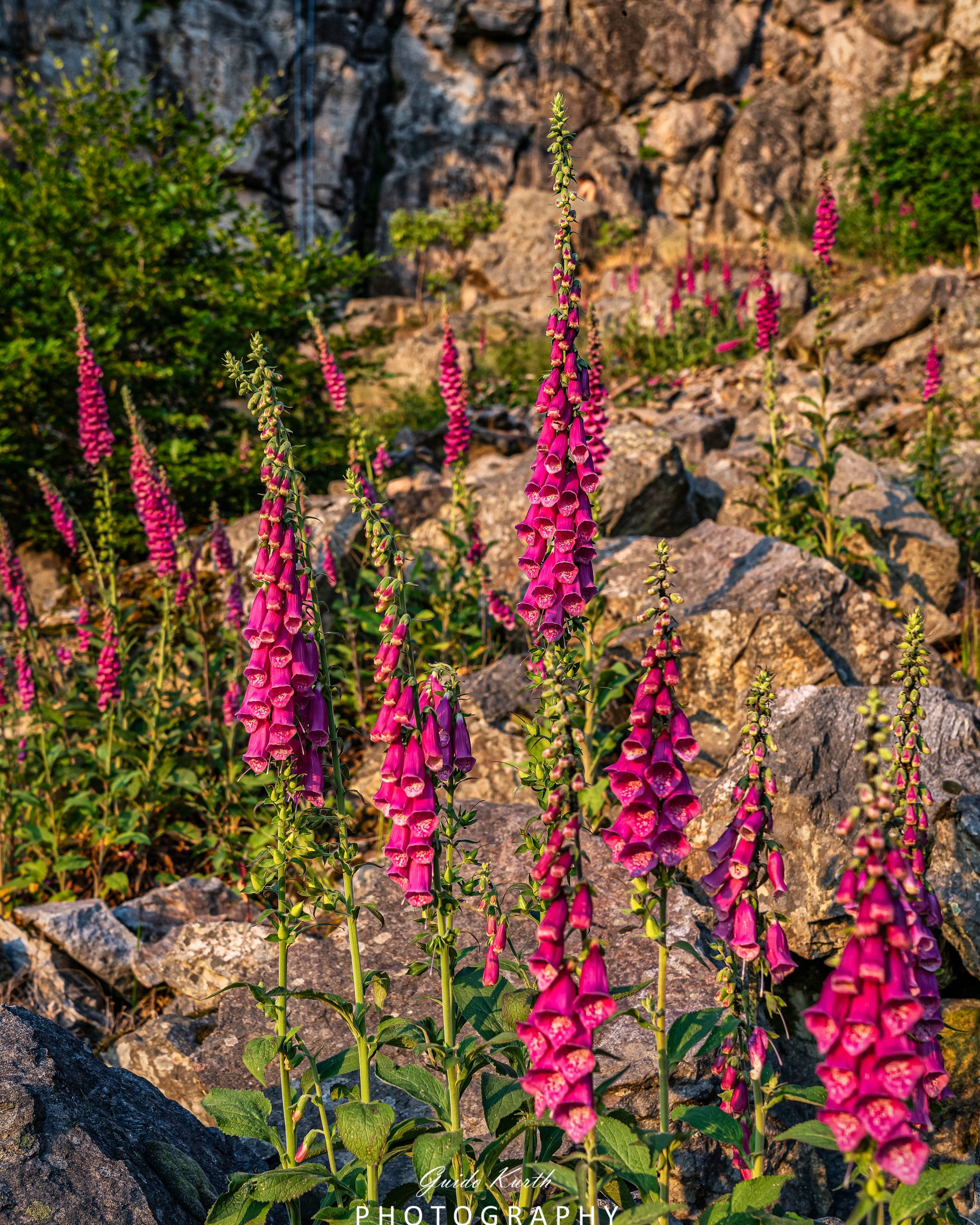 Du betrachtest gerade Wenn der Fingerhut blüht…