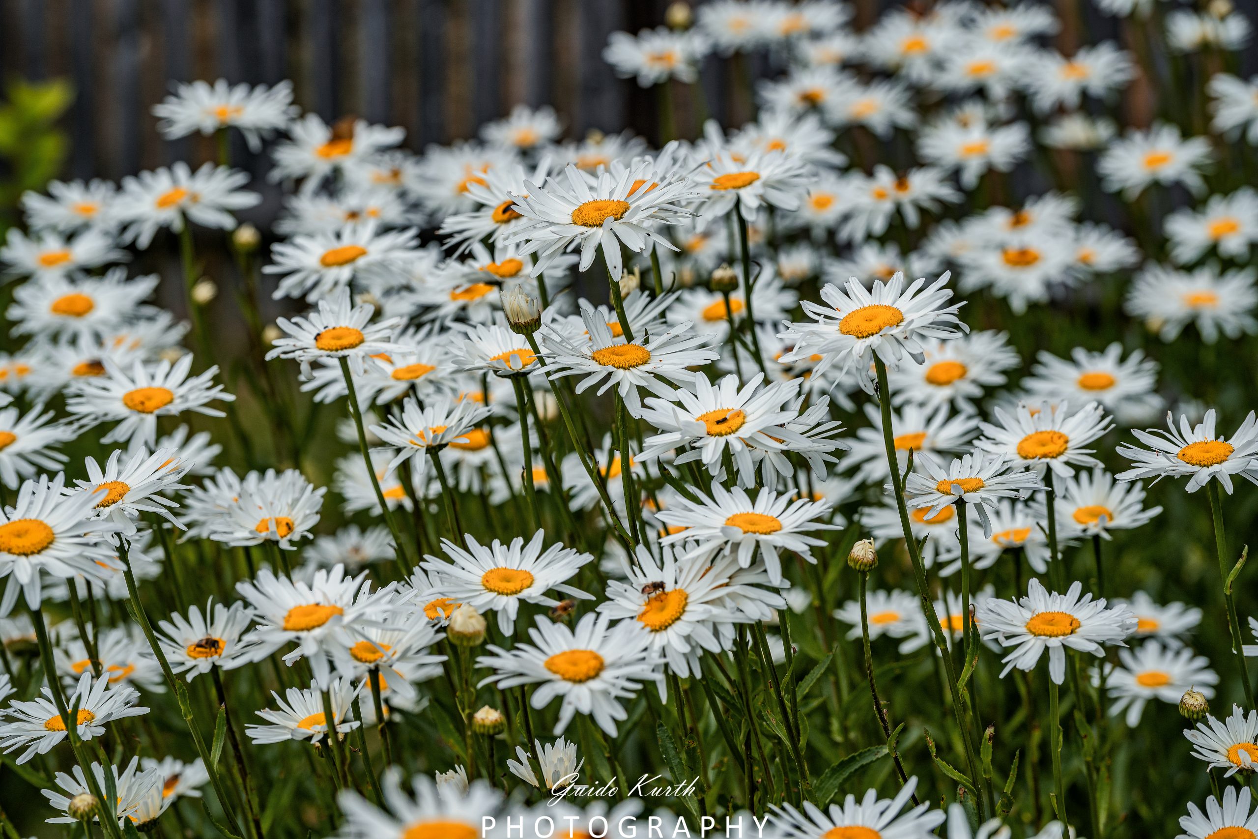 Du betrachtest gerade Sommerblumen…