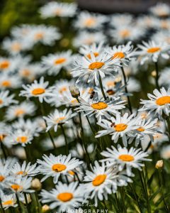 Mehr über den Artikel erfahren Sommerblumen…