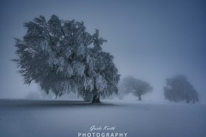 Mehr über den Artikel erfahren Mystischer Schwarzwald…