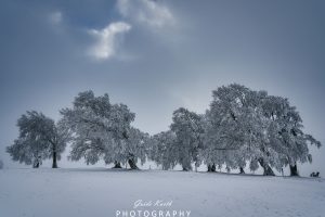 Mehr über den Artikel erfahren Mystischer Schwarzwald…