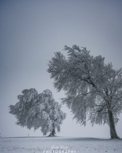 Mehr über den Artikel erfahren Mystischer Schwarzwald…