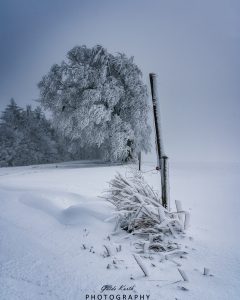 Mehr über den Artikel erfahren Mystischer Schwarzwald…