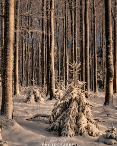 Mehr über den Artikel erfahren Winterzauberwald