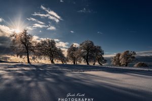 Mehr über den Artikel erfahren Sonnenstern und Windbuchen…