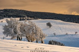 Mehr über den Artikel erfahren Warmes Abendlicht…