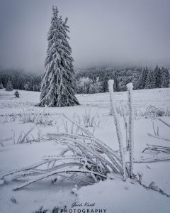 Mehr über den Artikel erfahren Winterbäume…
