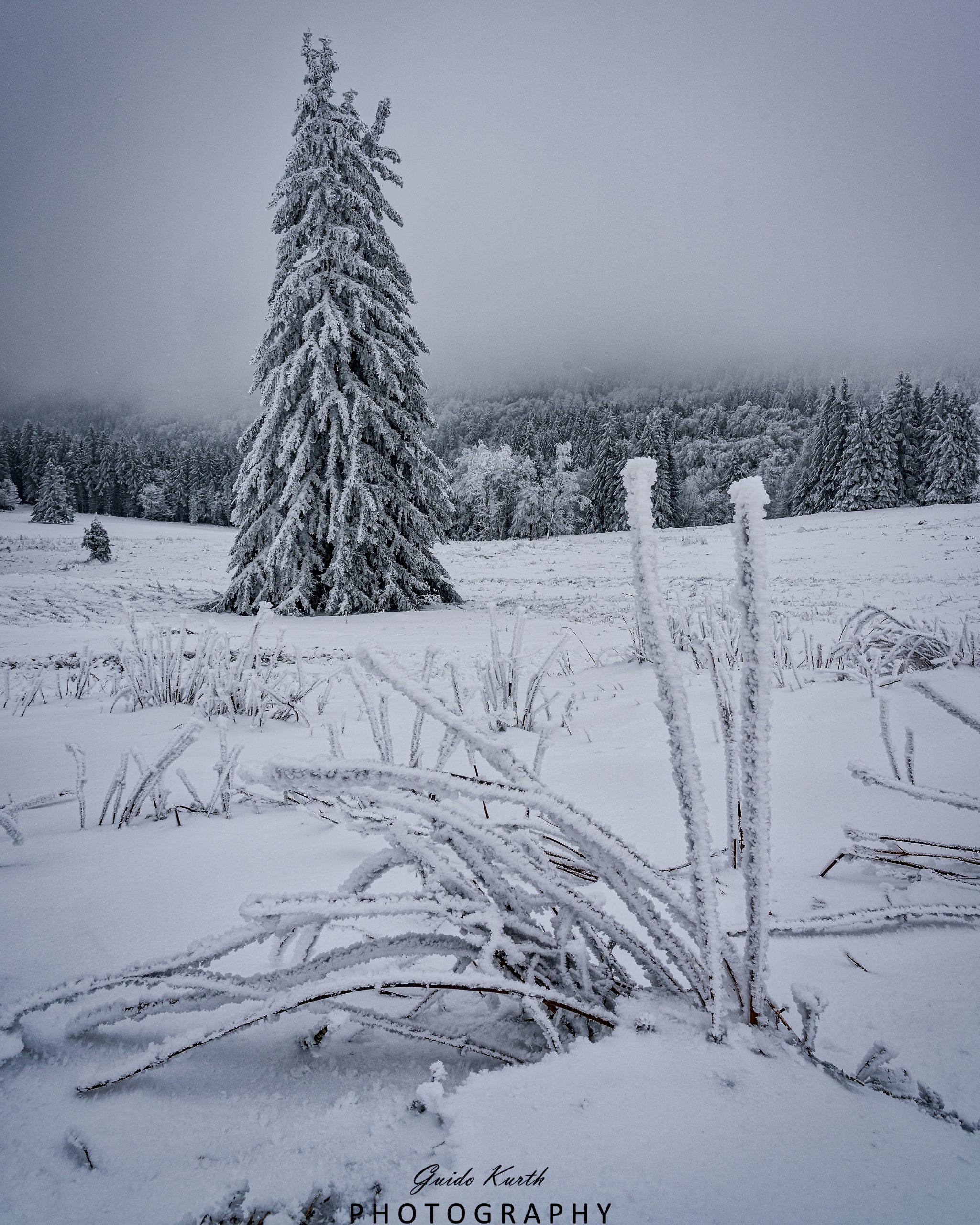 Du betrachtest gerade Winterbäume…
