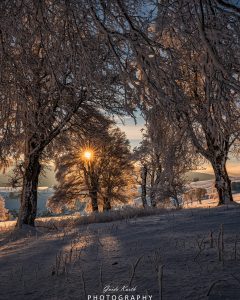 Mehr über den Artikel erfahren Sonnenstern am Morgen…