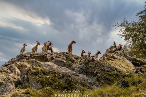 Mehr über den Artikel erfahren Ich werde beobachtet…