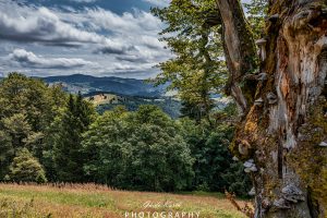 Mehr über den Artikel erfahren Am Fuße des Belchen…
