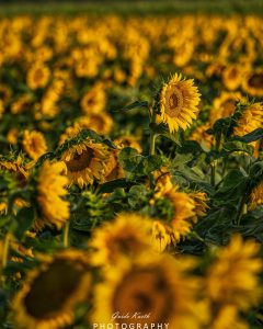 Mehr über den Artikel erfahren Sonnenblumenzeit