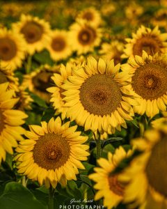 Mehr über den Artikel erfahren Sonnenblumenzeit