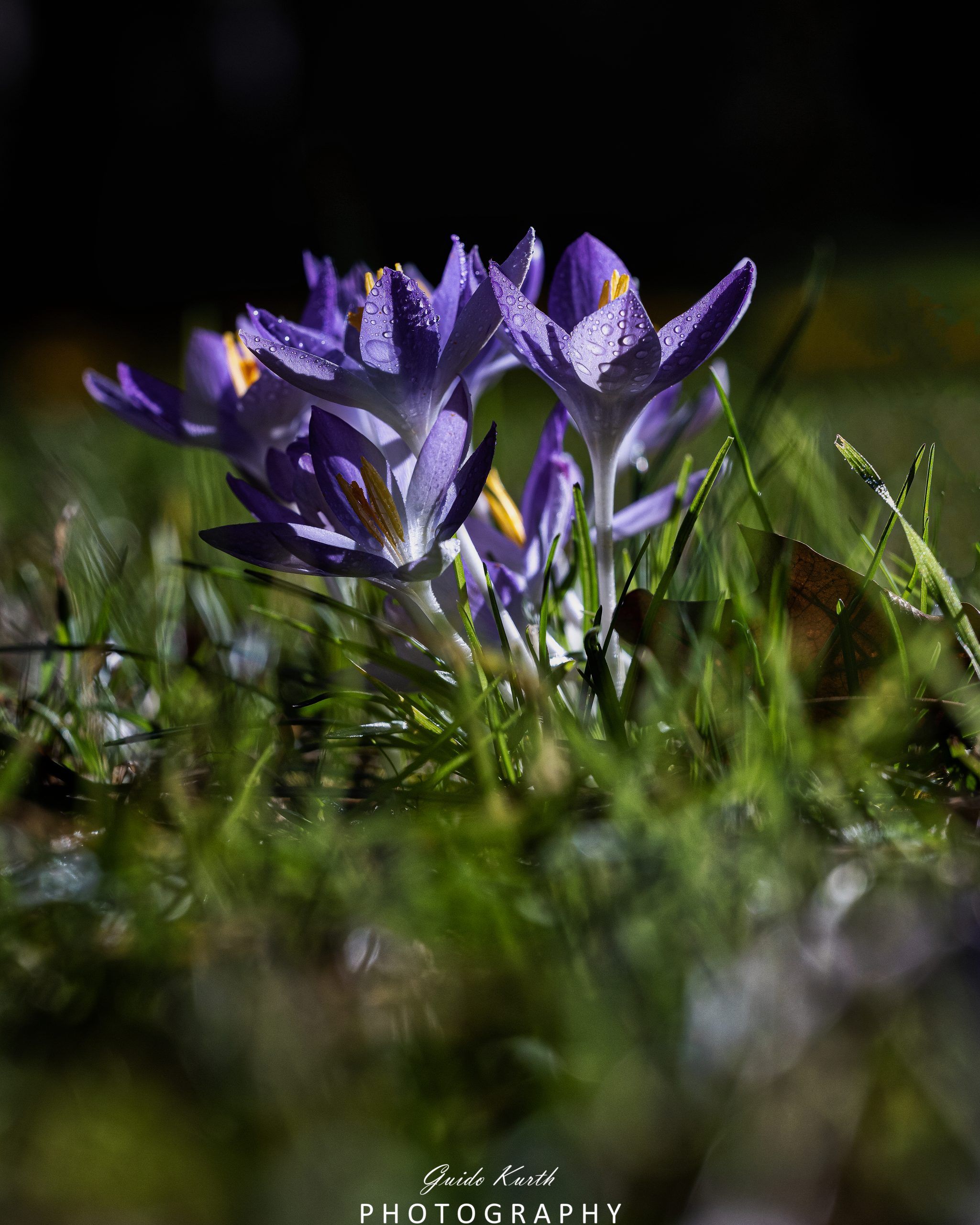 Mehr über den Artikel erfahren Frühlingserwachen