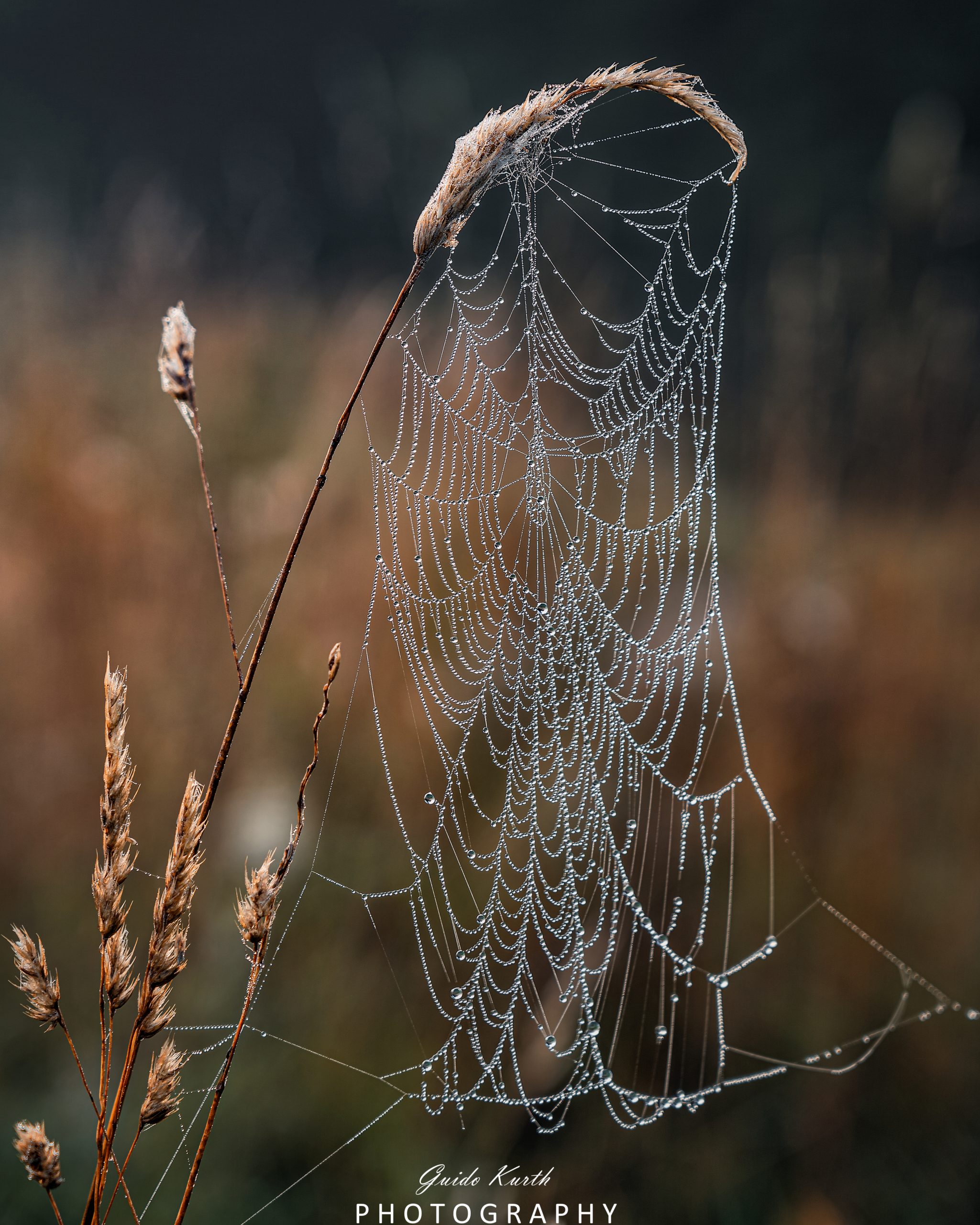 Du betrachtest gerade Tropfenkunst…