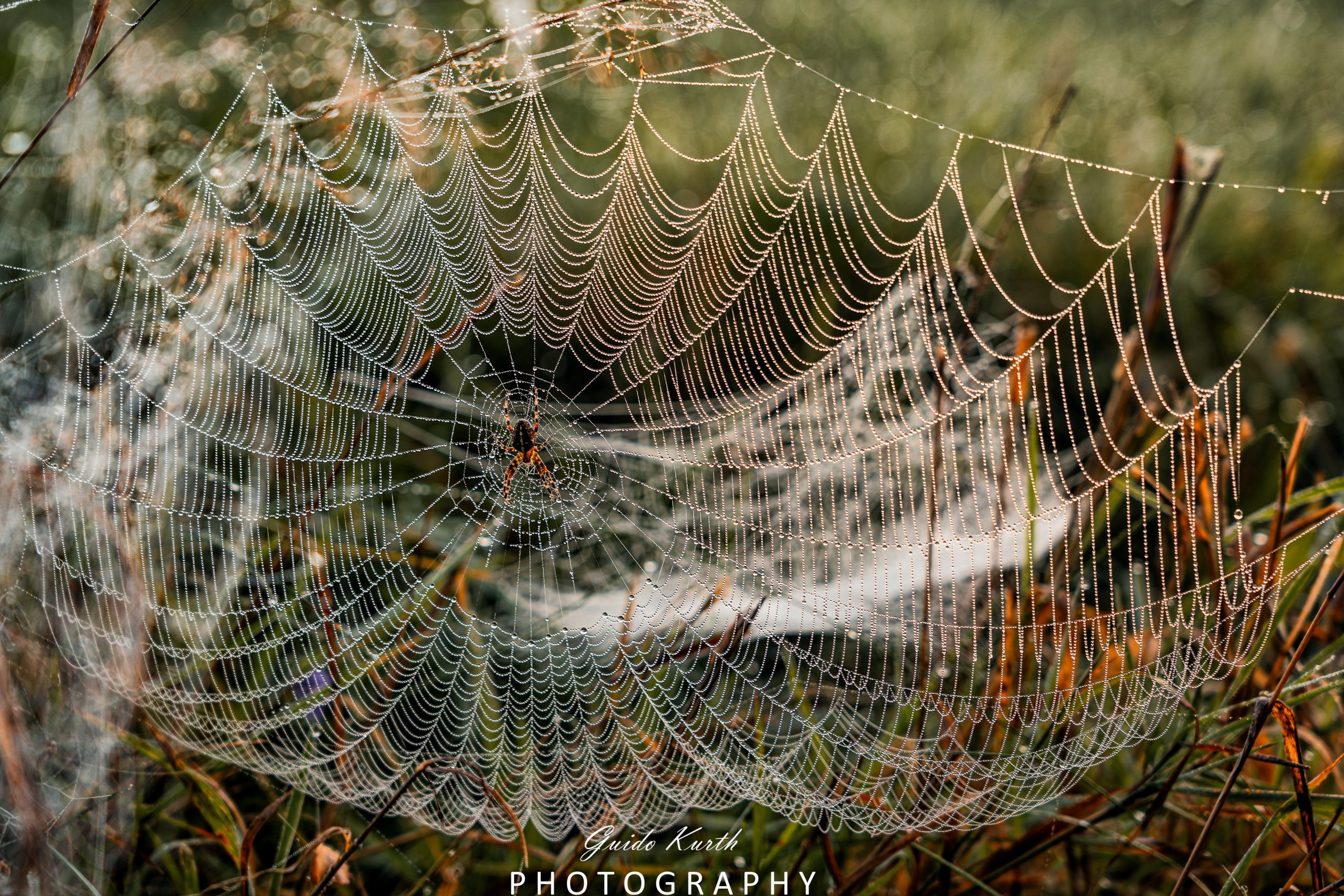 Du betrachtest gerade Tropfenkunst…