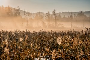 Mehr über den Artikel erfahren Mystische Nebelstimmung…
