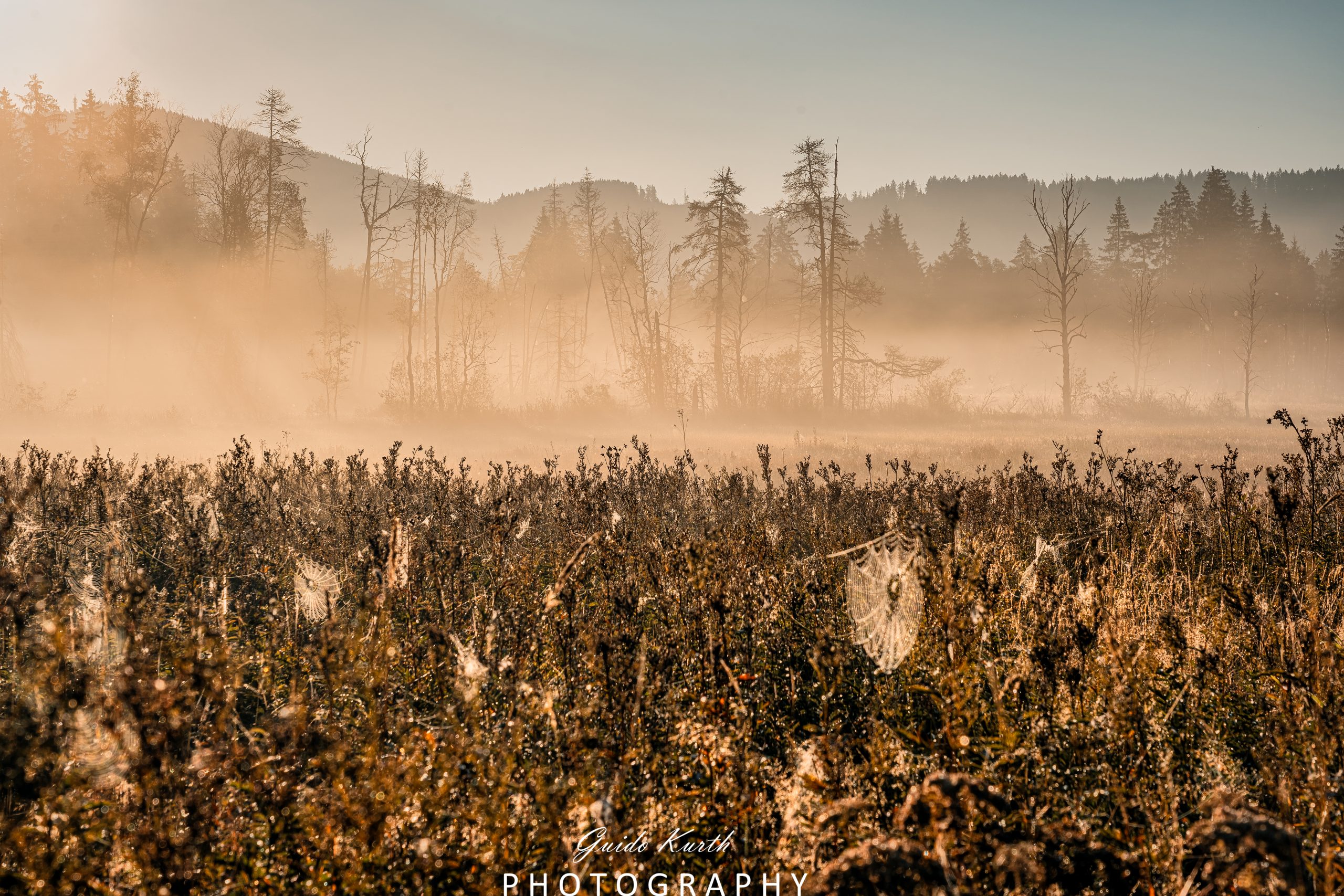 Du betrachtest gerade Mystische Nebelstimmung…