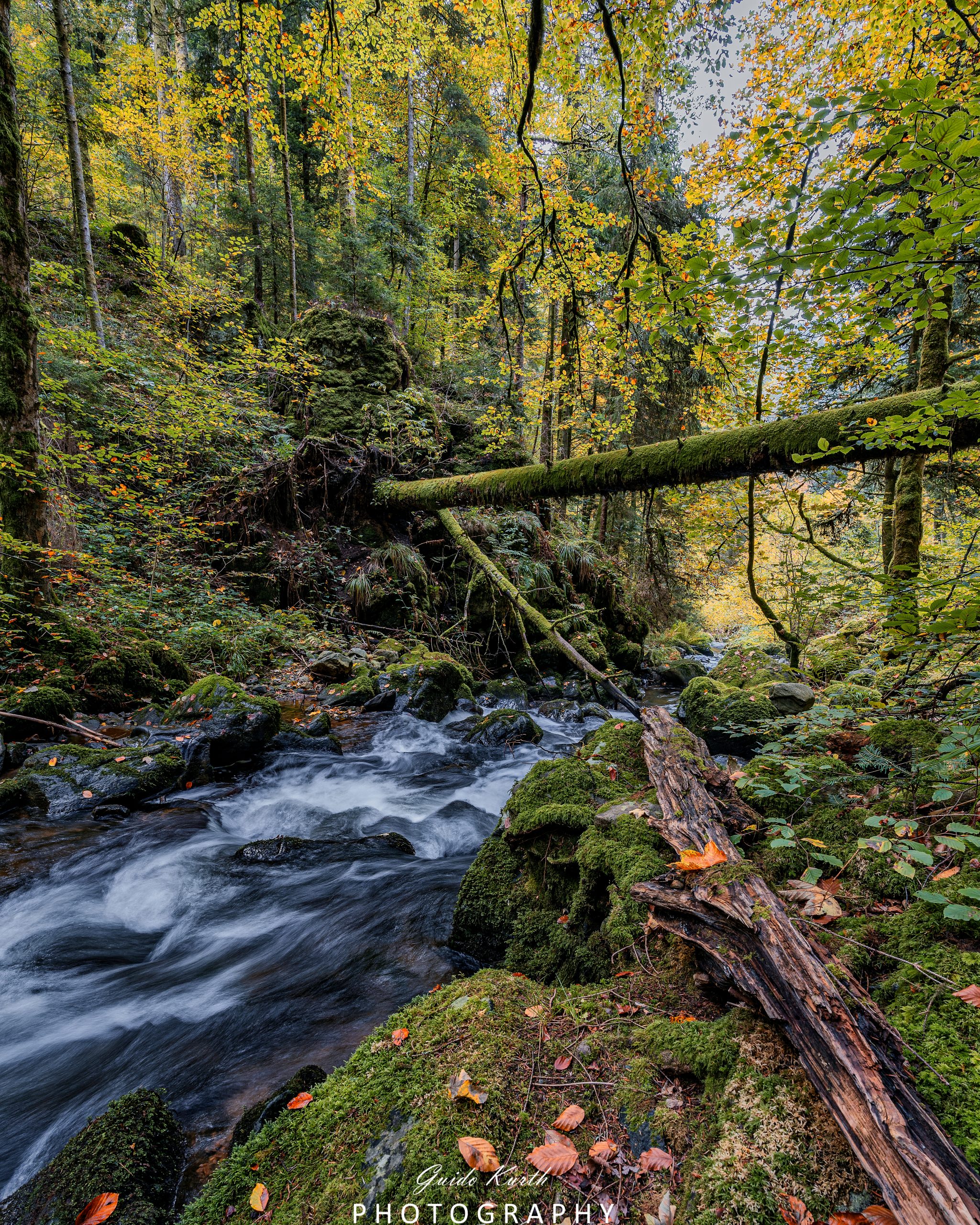 Du betrachtest gerade Mein grünes Wohnzimmer
