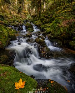 Mehr über den Artikel erfahren Mein grünes Wohnzimmer