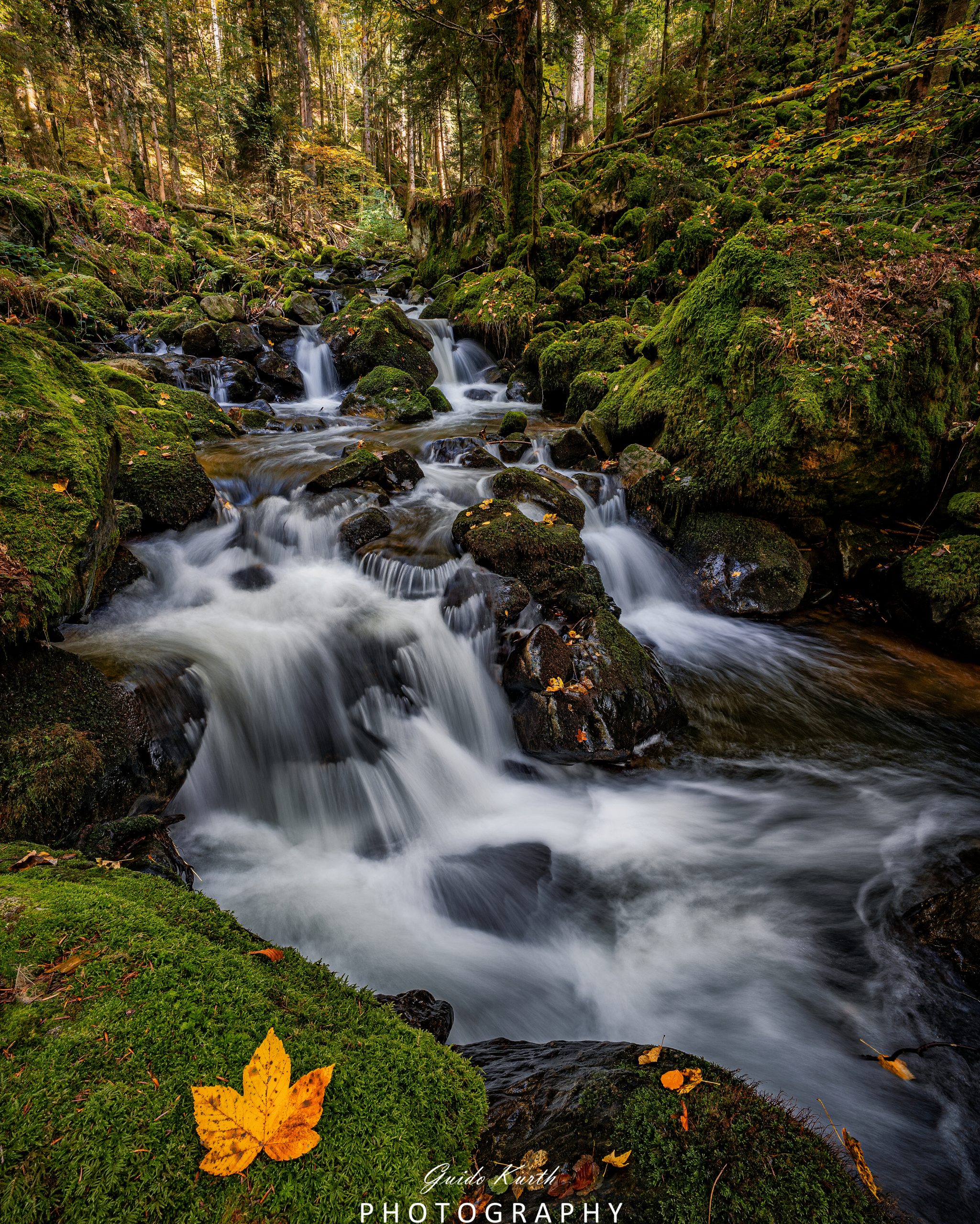 Du betrachtest gerade Mein grünes Wohnzimmer