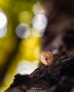 Mehr über den Artikel erfahren Pilzzeit…