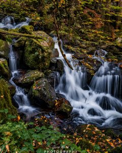Mehr über den Artikel erfahren Mein grünes Wohnzimmer