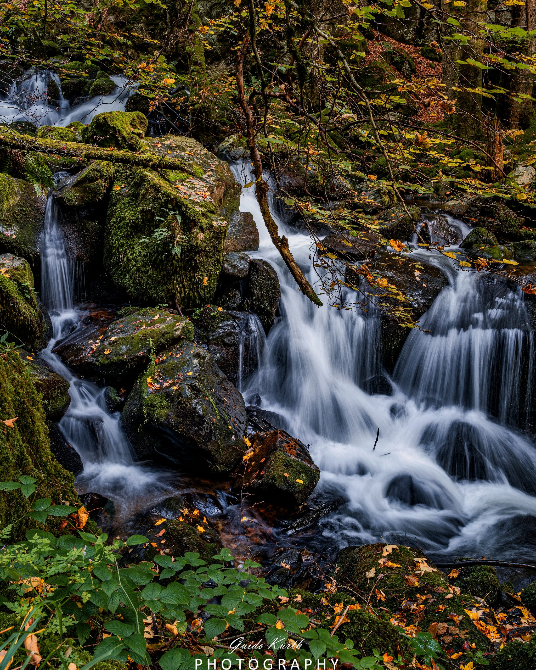 Du betrachtest gerade Mein grünes Wohnzimmer