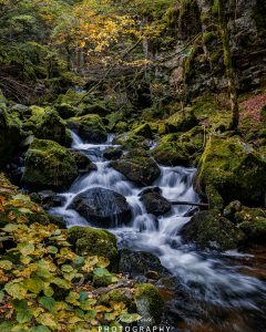 Mehr über den Artikel erfahren Mein grünes Wohnzimmer