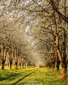 Mehr über den Artikel erfahren Kirschblüten Allee…