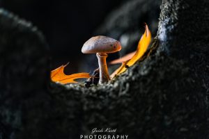 Mehr über den Artikel erfahren Pilzzeit…