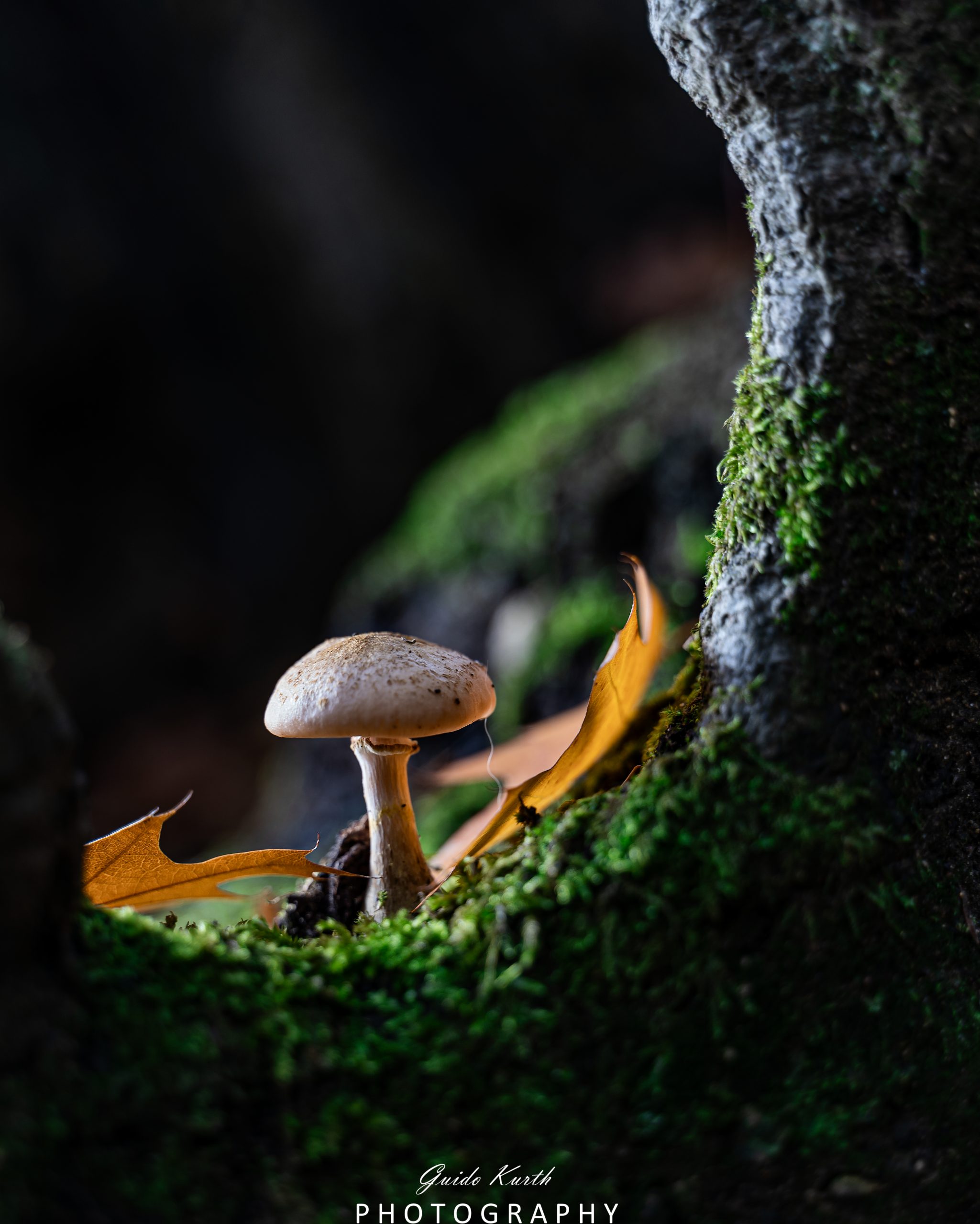 Du betrachtest gerade Pilzzeit…