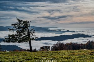 Mehr über den Artikel erfahren Nebel Glück…