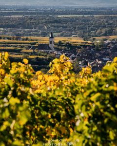 Mehr über den Artikel erfahren Oberrotweil…