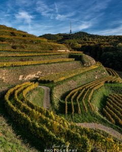 Mehr über den Artikel erfahren Herbst in den Reben…