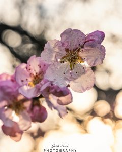 Mehr über den Artikel erfahren Frühlingserwachen