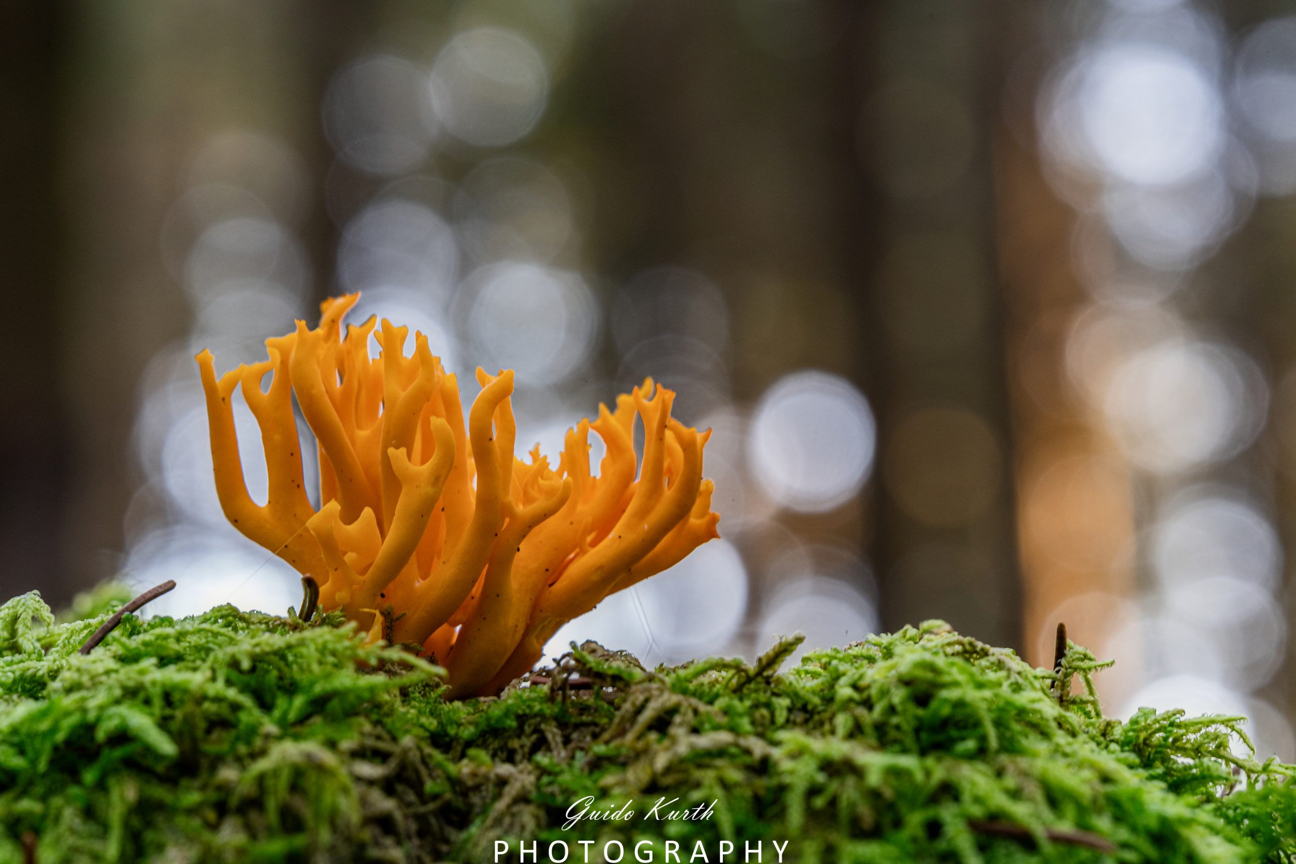 Mehr über den Artikel erfahren Pilzzeit…