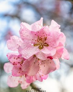 Mehr über den Artikel erfahren Frühlingserwachen