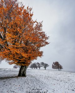 Mehr über den Artikel erfahren Herbst trifft Winter…