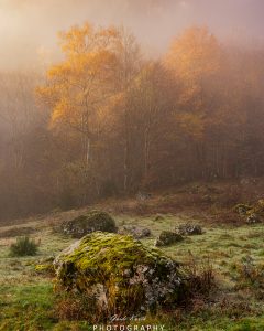 Mehr über den Artikel erfahren Nebel und Herbst…