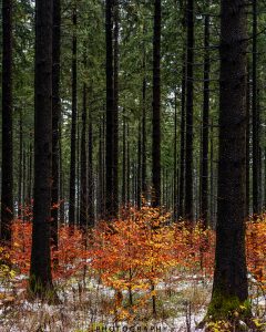 Mehr über den Artikel erfahren Winter trifft Herbst…