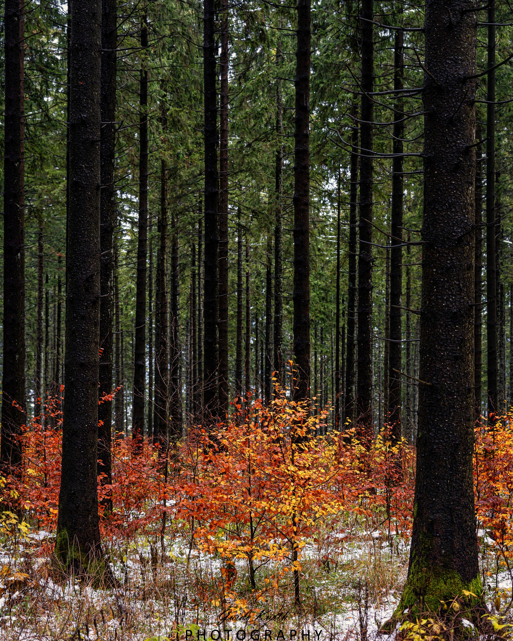 Du betrachtest gerade Winter trifft Herbst…