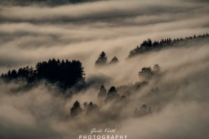 Mehr über den Artikel erfahren Nebel Magie…