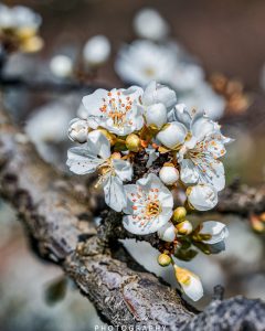 Mehr über den Artikel erfahren Frühlingserwachen